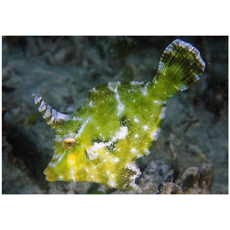 Acreichthys tomentosus  T.B. - imagine 4